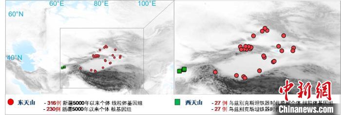 图为该项目所获取天山东西部古人群的线粒体与核基因组分布图。　爱体育·（中国）手机网页版 供图